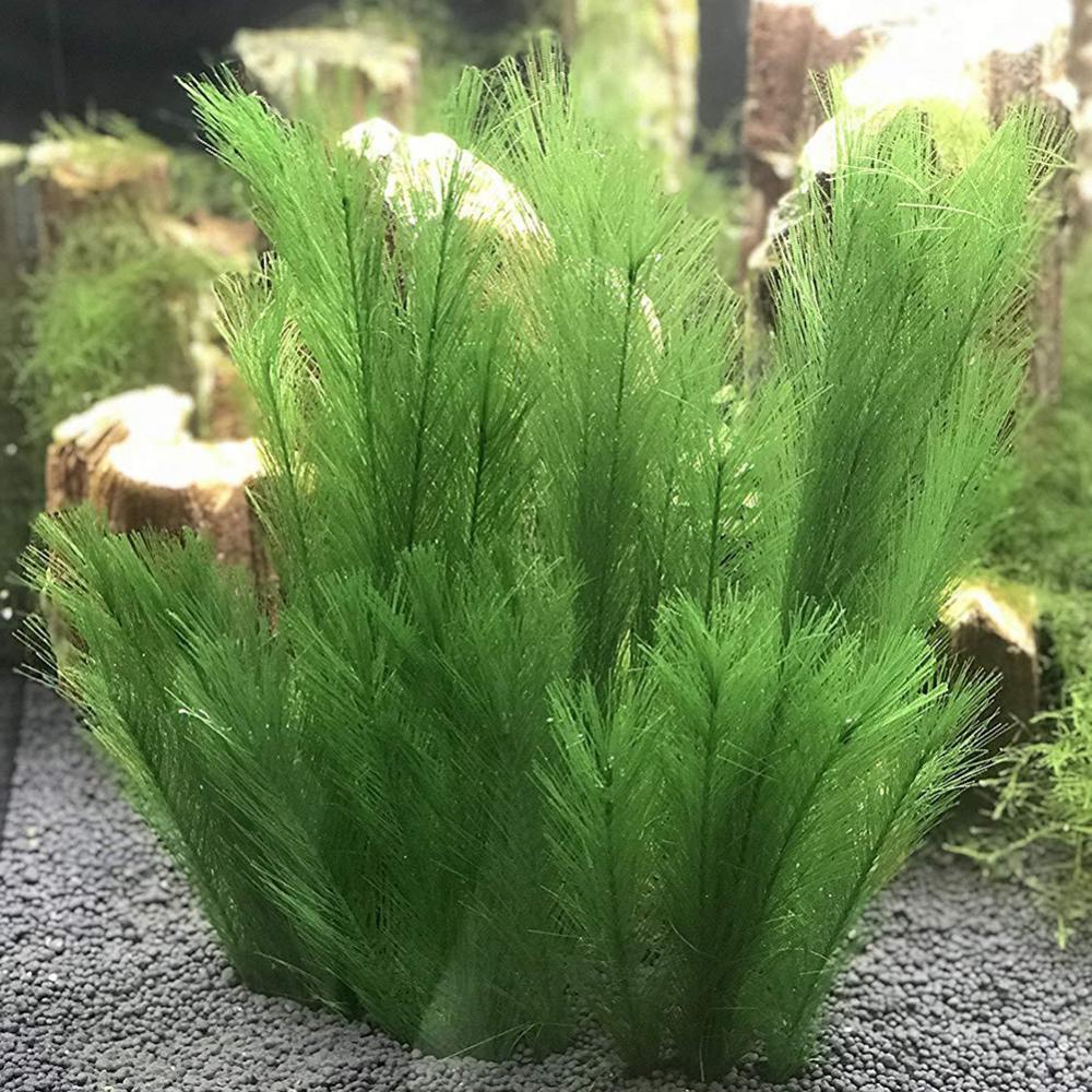 Live Plant Aquarium - 1/3 Pz 28/40 cm Acquario Serbatoio