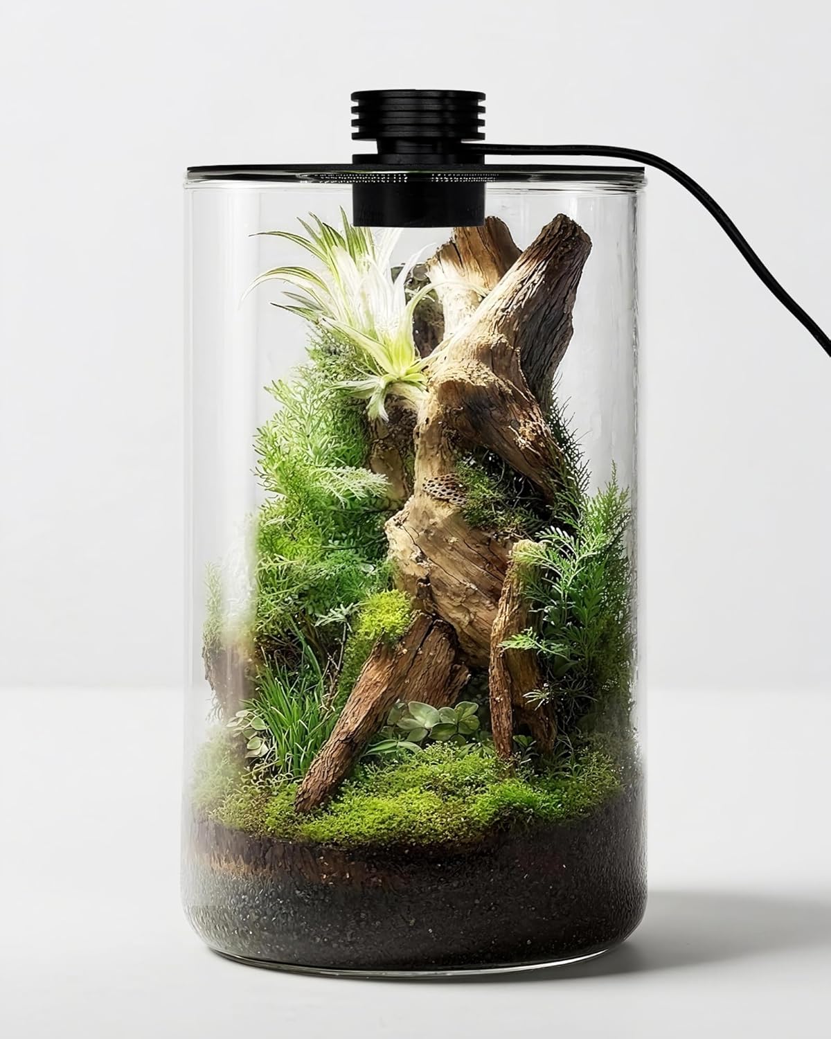 Planted Tank - Terrario in vetro da interno con