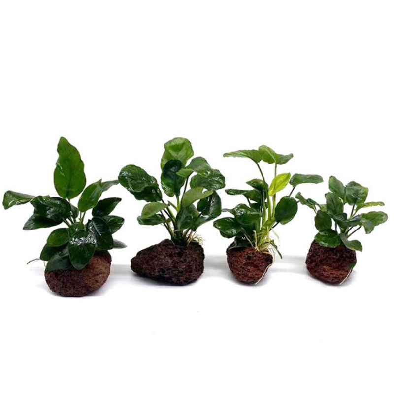 Decorazione per acquario vulca - Live Plant Aquarium recensione e prezzo