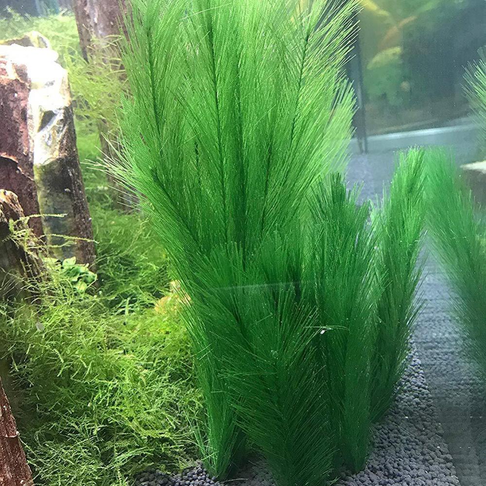 1/3 Pz 28/40 cm Acquario Serba - Live Plant Aquarium recensione e prezzo