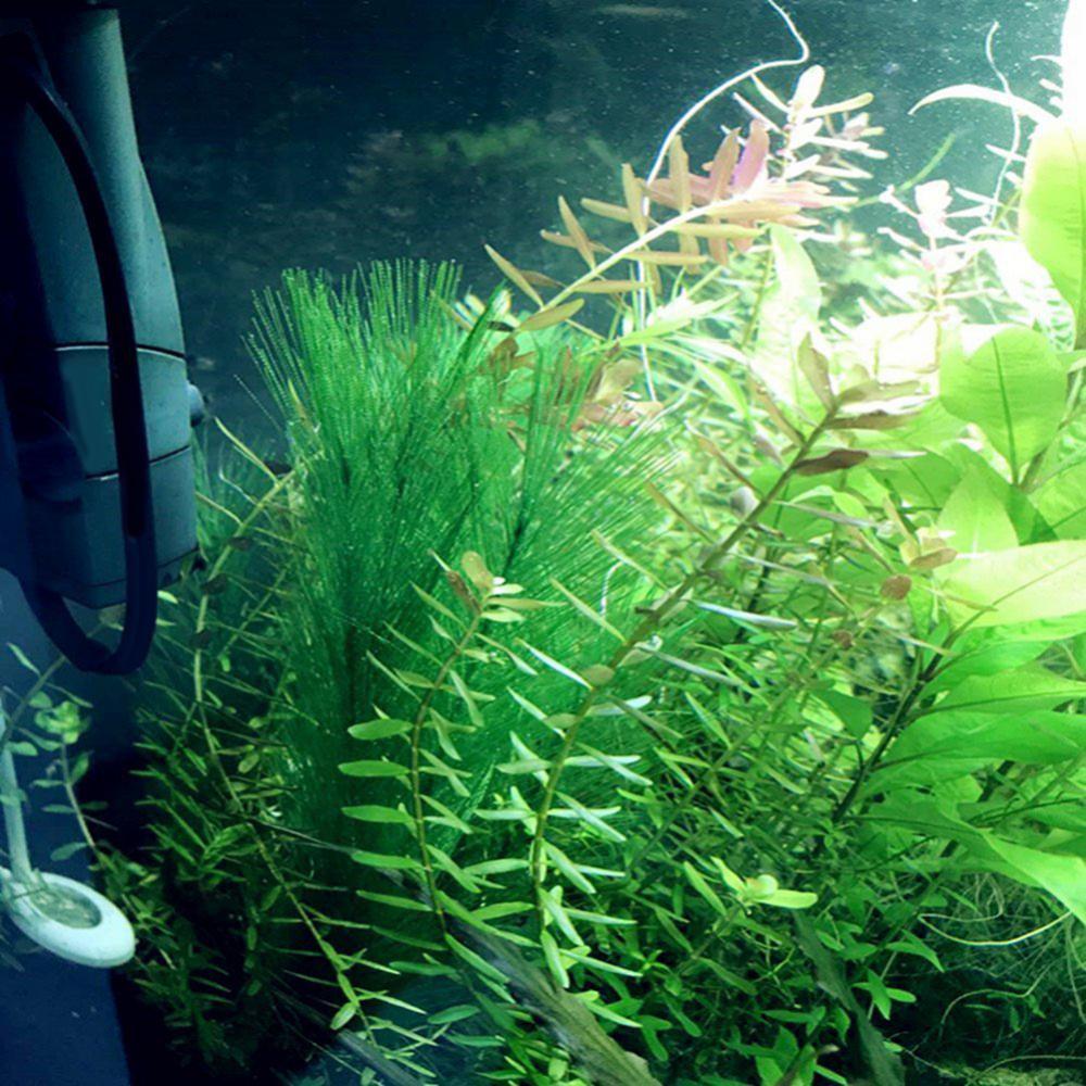 1/3 Pz 28/40 cm Acquario Serba - Live Plant Aquarium recensione e prezzo