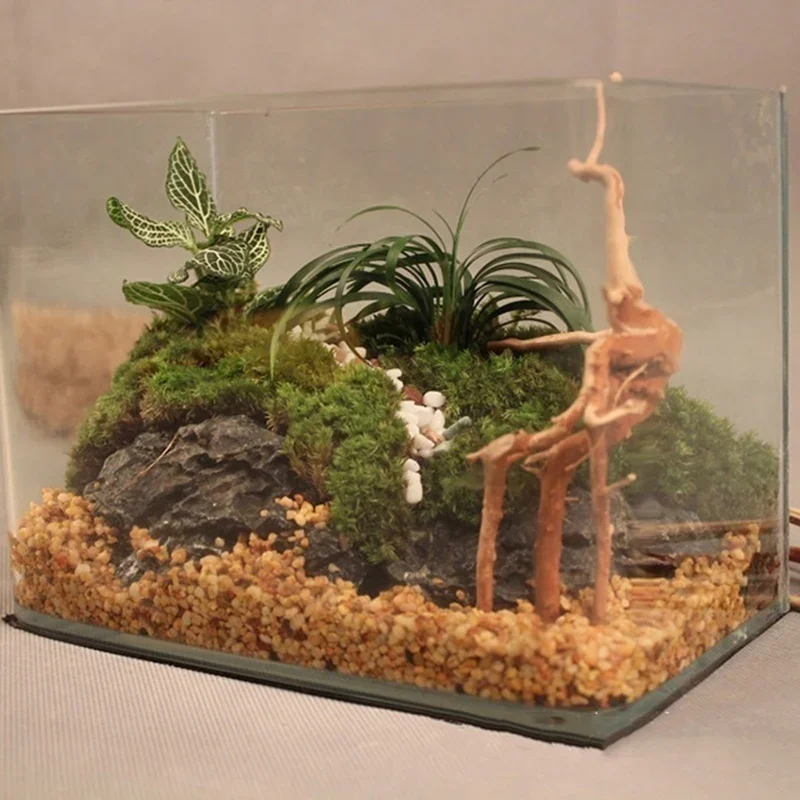 Tronco d'albero naturale Drift - Live Plant Aquarium recensione e prezzo