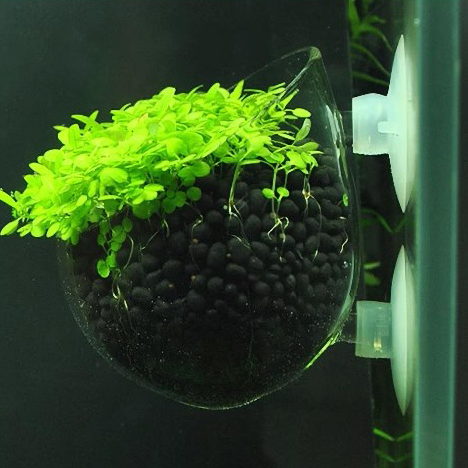 Supporto per Piante Acquatiche - Live Plant Aquarium recensione e prezzo
