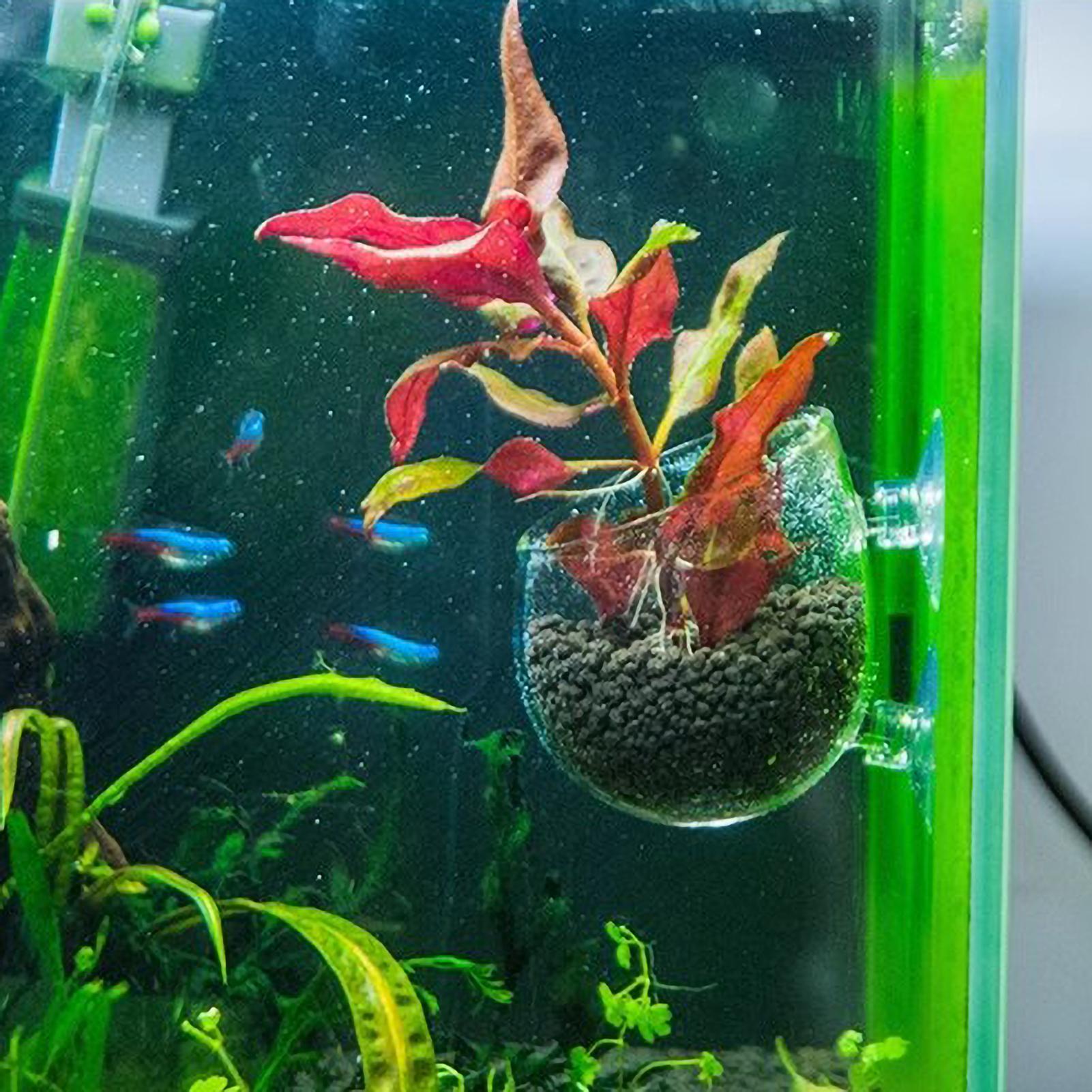 Supporto per Piante Acquatiche - Live Plant Aquarium recensione e prezzo