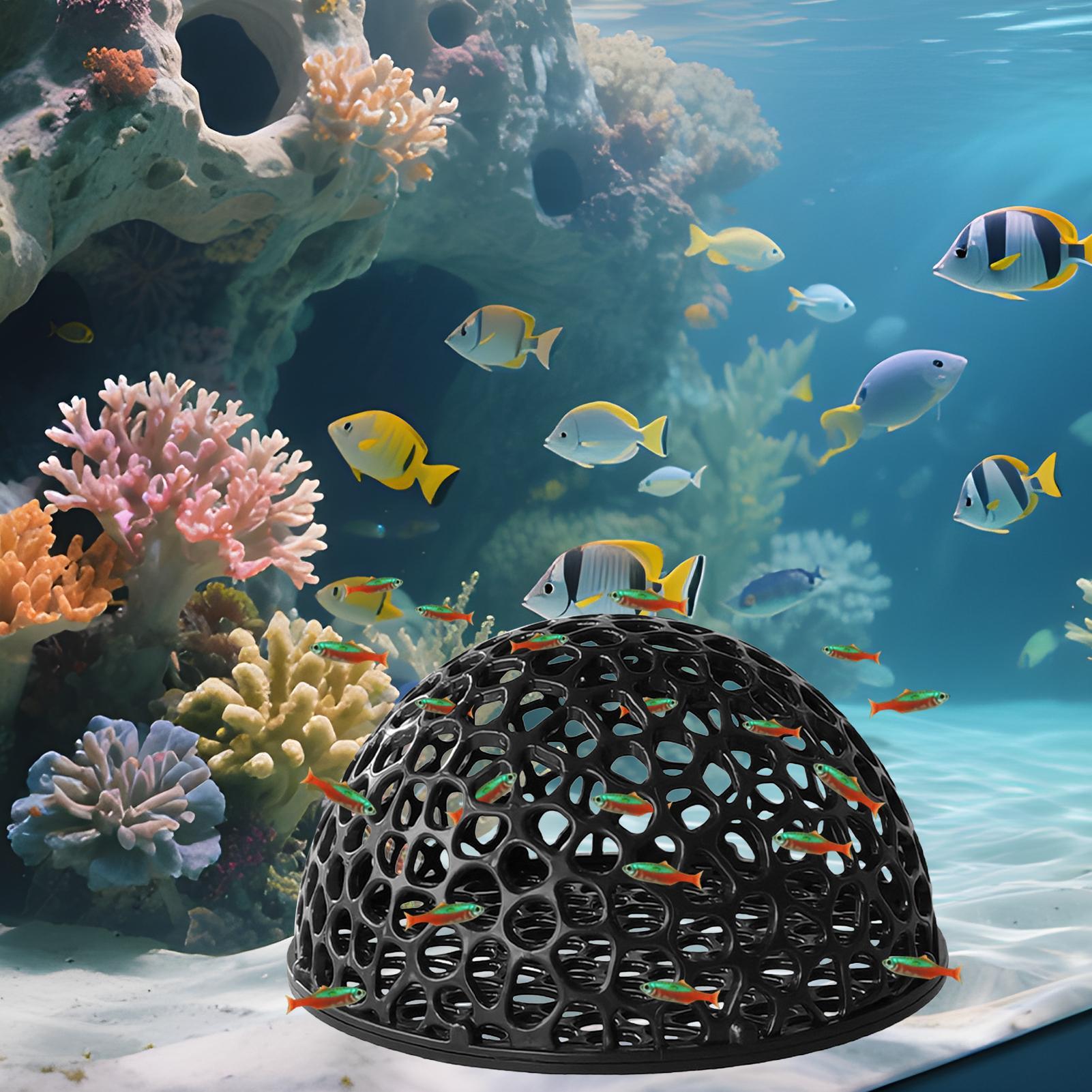 Rifugio per caverne per acquar - Aquarium Plants Live recensione e prezzo