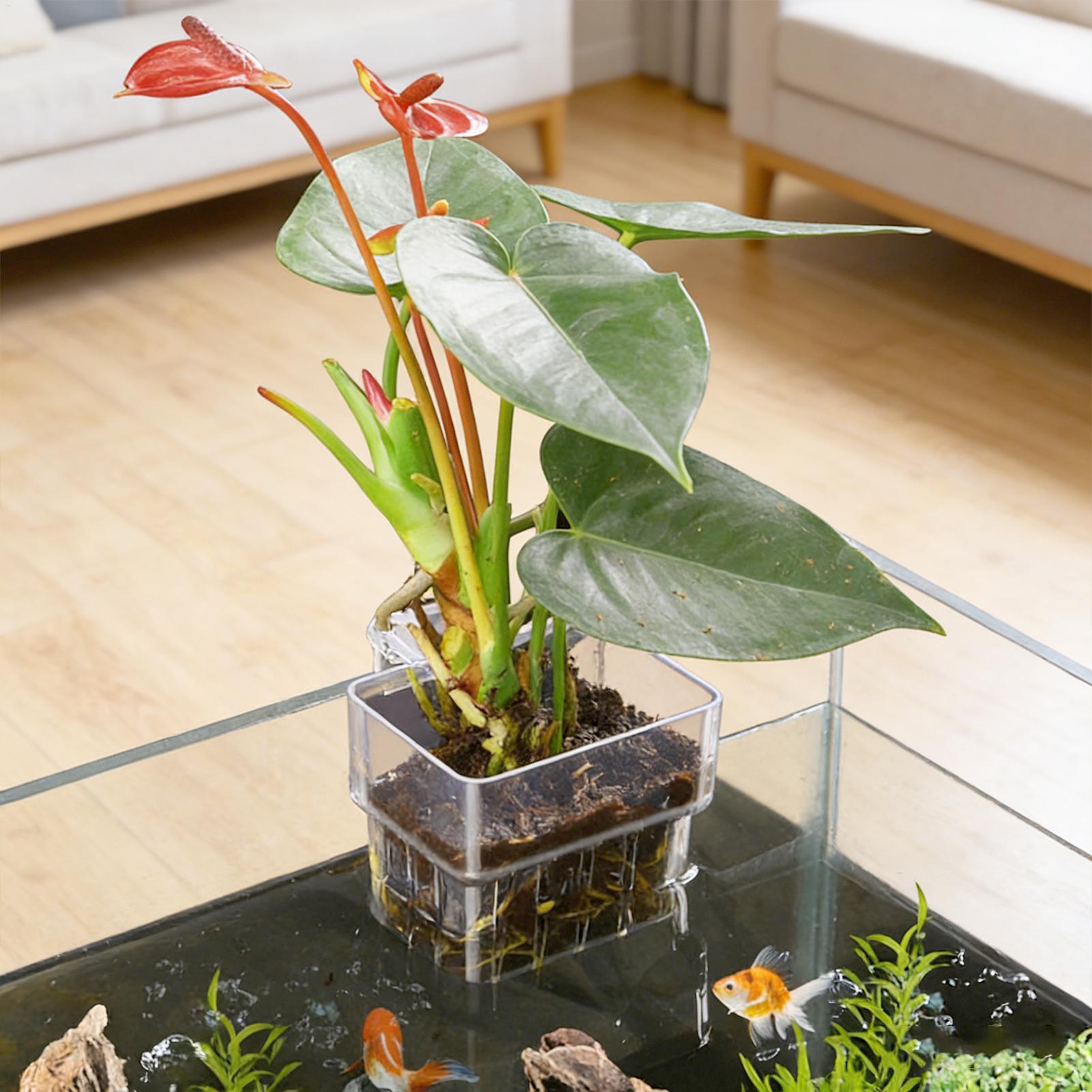 Cestello fisso per acquario, c - Aquarium Plants Live recensione e prezzo