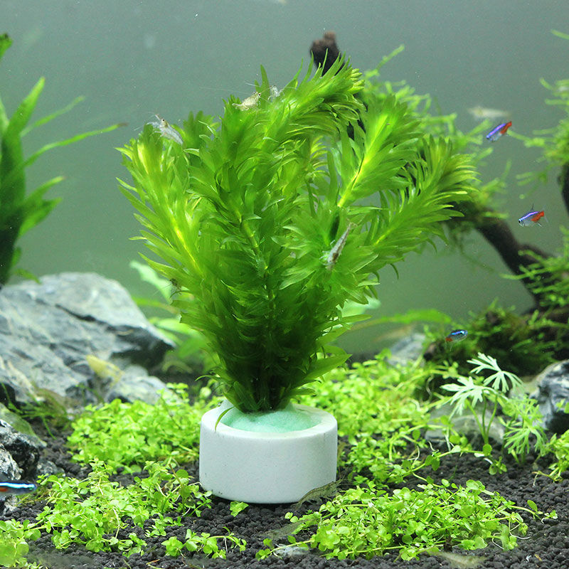 Decorazione dell'acquario anel - Plant Aquarium Pot recensione e prezzo