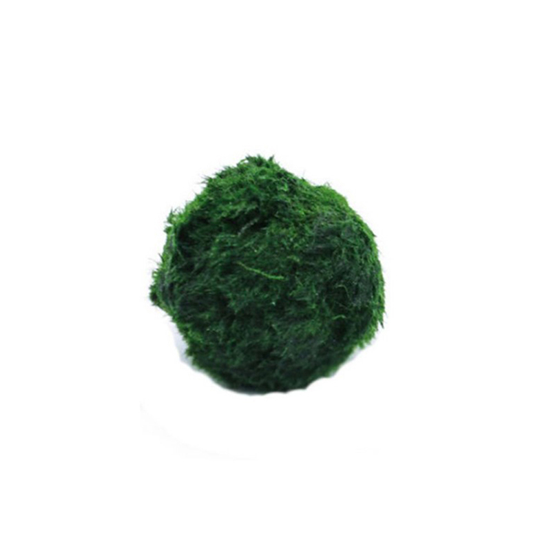 Marimo Moss Balls Live Aquariu - Live Plant Aquarium recensione e prezzo