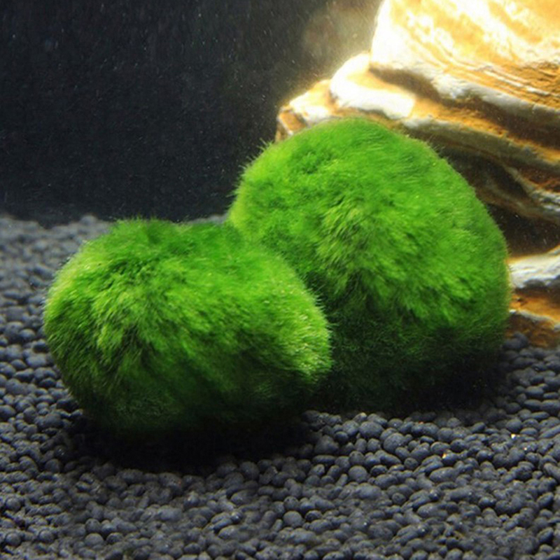 Marimo Moss Balls Live Aquariu - Live Plant Aquarium recensione e prezzo