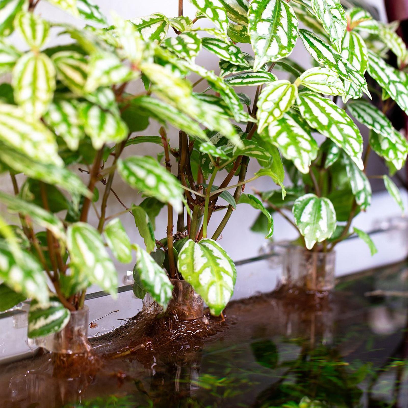 Set di 6 Supporti Trasparenti  - Aquarium Plants Live recensione e prezzo