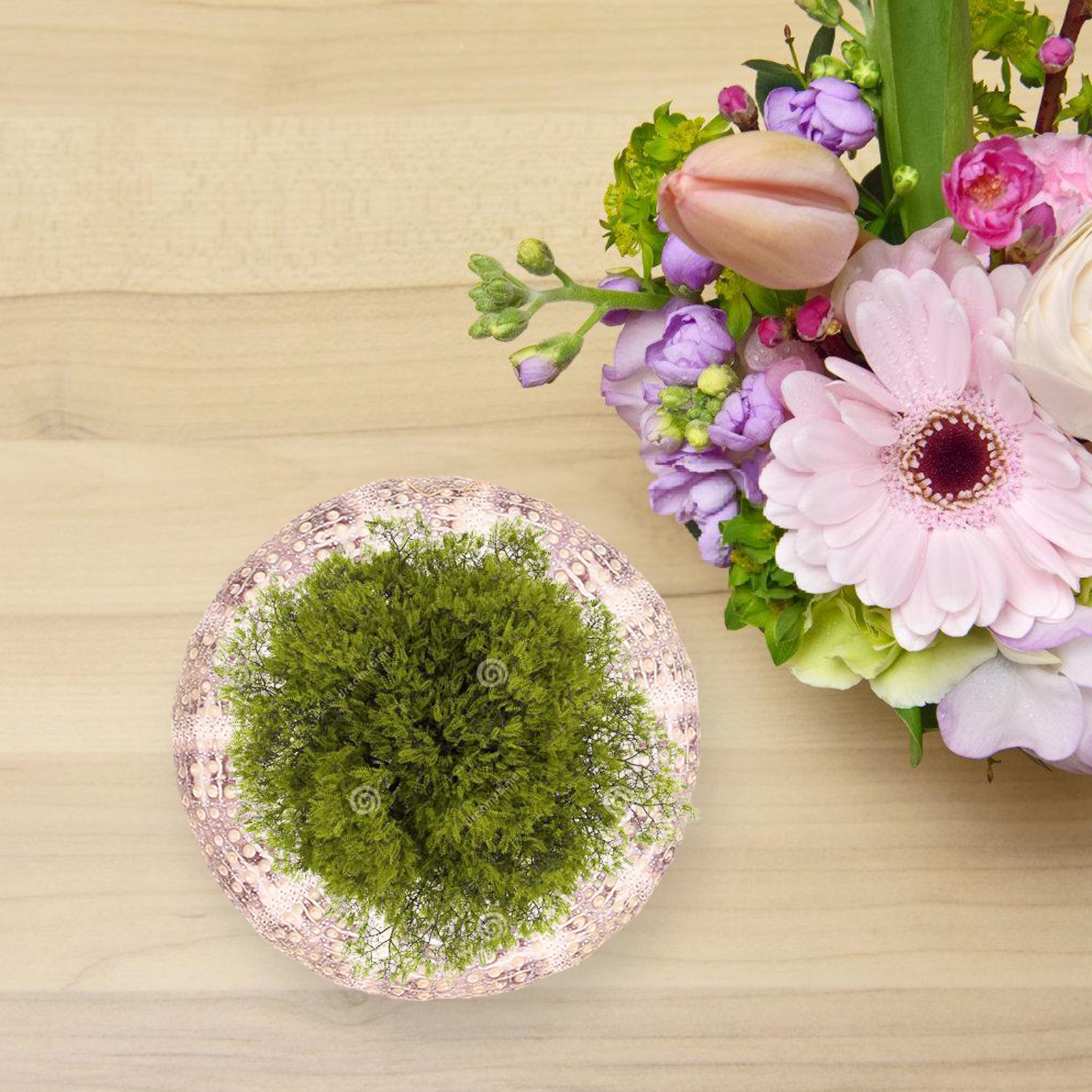 7 pezzi di conchiglie di ricci - Aquarium Plant Holder recensione e prezzo