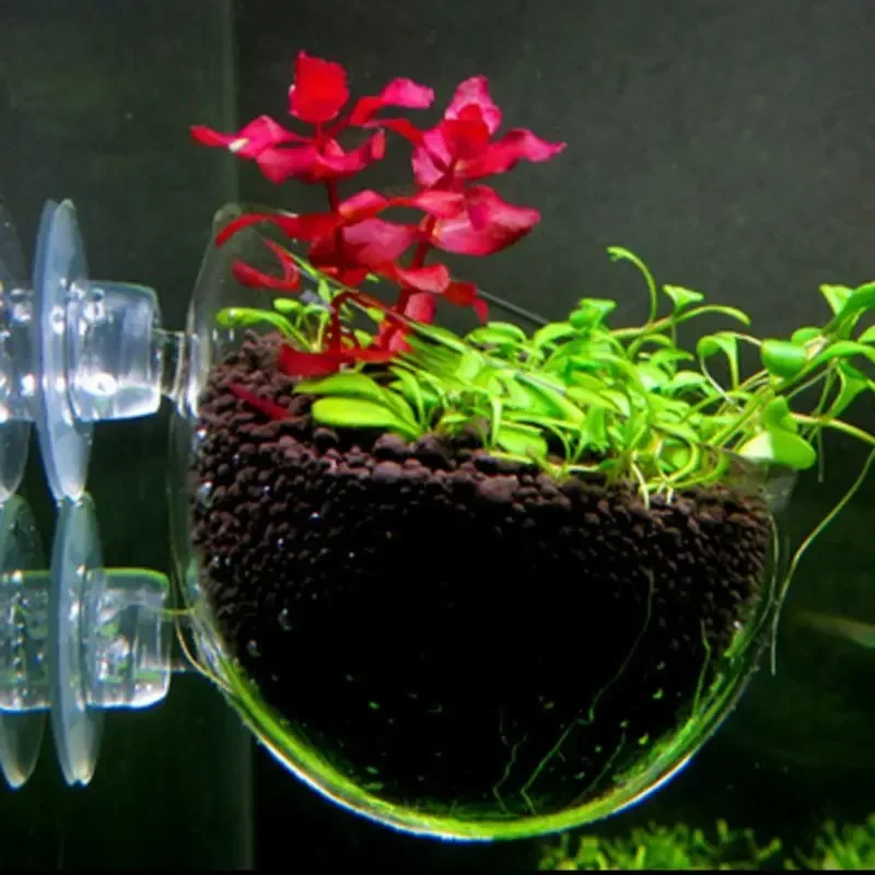 Vaso in vetro trasparente per  - Aquarium Plant Holder recensione e prezzo