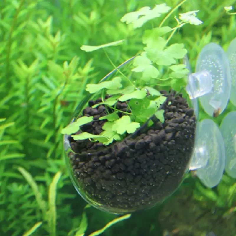 Vaso in vetro trasparente per  - Aquarium Plant Holder recensione e prezzo