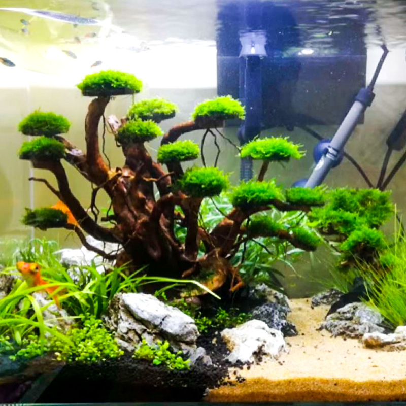 Decorazione per Acquario: Albe - Aquarium Moss recensione e prezzo
